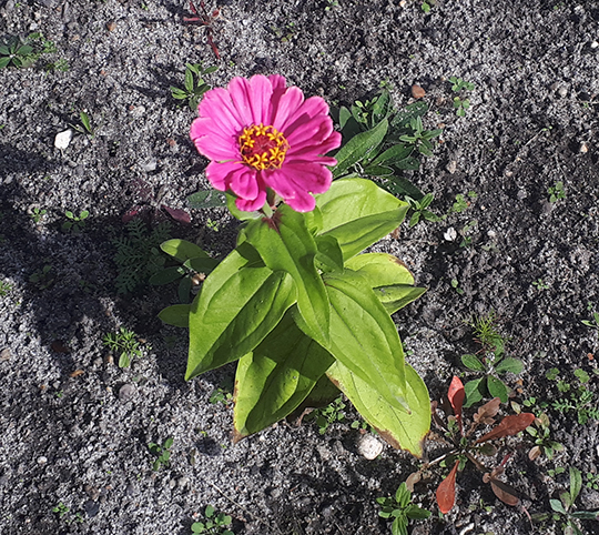 erste Blume